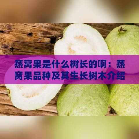 燕窝果是什么树长的啊：燕窝果品种及其生长树木介绍