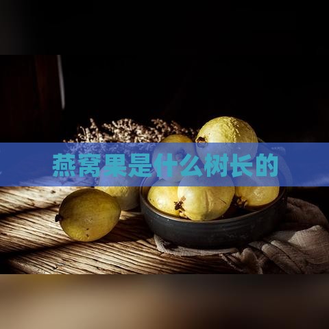 燕窝果是什么树长的