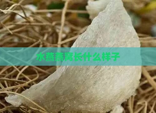 水燕燕窝长什么样子