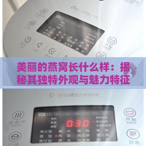 美丽的燕窝长什么样：揭秘其独特外观与魅力特征