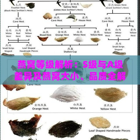 燕窝等级解析：S级与A级差异及燕窝大小、品质全解读