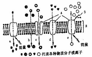 为啥燕窝有网状结构的原因及其组成物质探究