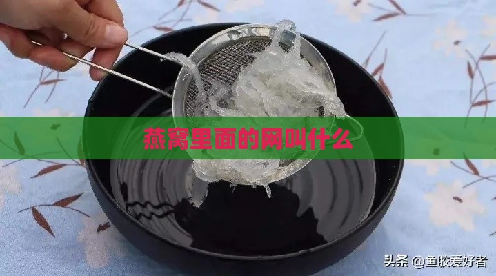 燕窝里面的网叫什么