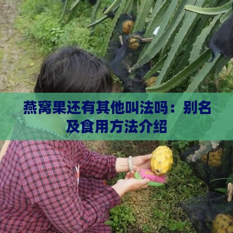 燕窝果还有其他叫法吗：别名及食用方法介绍