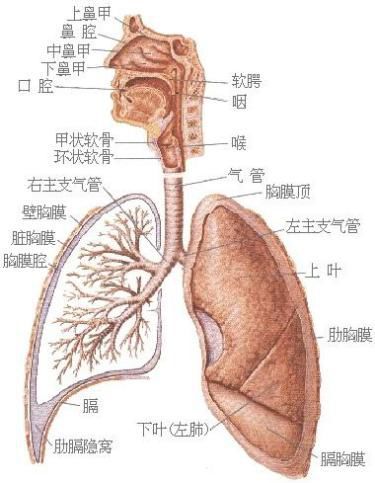 燕窝在养肺、润肺及提升呼吸健康的综合功效与作用解析