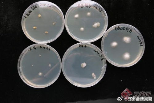 燕窝唾液酸伪科学：探讨其危害、作用、功效及研究现状与食物差异