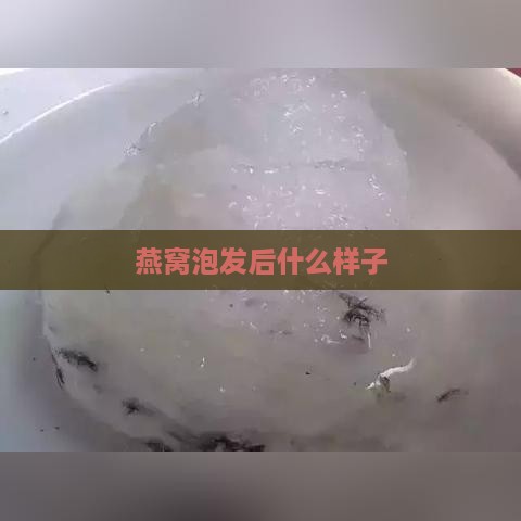 燕窝泡发后什么样子