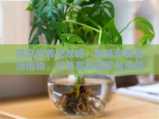 燕窝瓶养花攻略：精选耐养易活植物，打造高颜值家居绿植景观