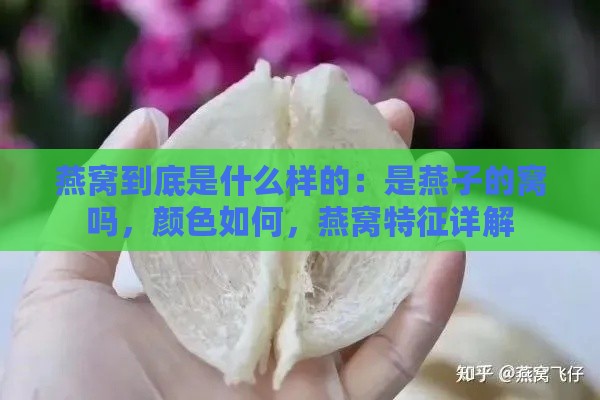 燕窝到底是什么样的：是燕子的窝吗，颜色如何，燕窝特征详解