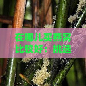 在哪儿买燕窝比较好：挑选口感与品质兼顾的推荐地点