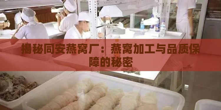 揭秘同安燕窝厂：燕窝加工与品质保障的秘密