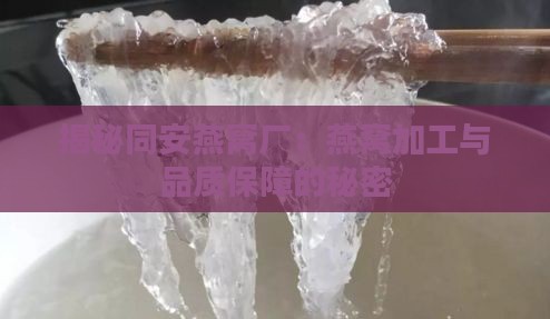 揭秘同安燕窝厂：燕窝加工与品质保障的秘密