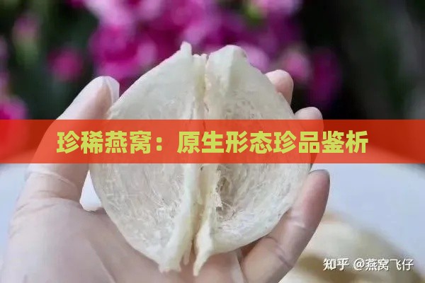 珍稀燕窝：原生形态珍品鉴析