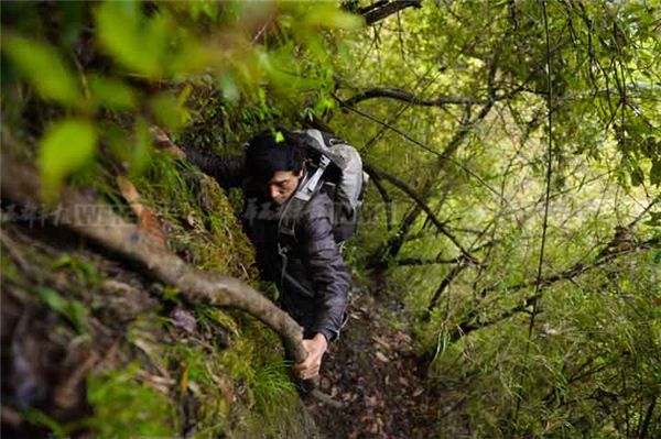 揭秘深山秘境：燕窝在幽静山林中的独特形态