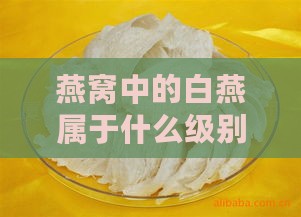 燕窝中的白燕属于什么级别的食物及燕子