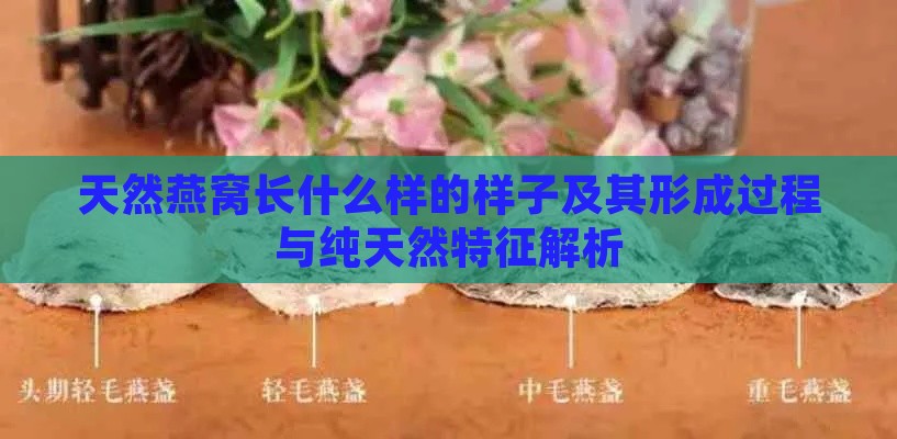 天然燕窝长什么样的样子及其形成过程与纯天然特征解析