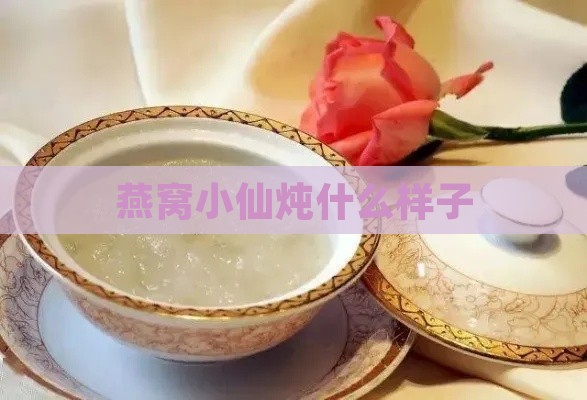 燕窝小仙炖什么样子