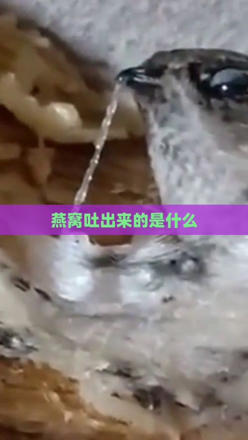 燕窝吐出来的是什么