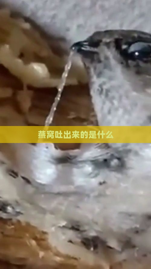 燕窝吐出来的是什么