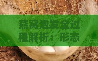 燕窝泡发全过程解析：形态变化、注意事项与食用指南