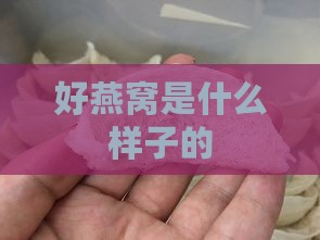 好燕窝是什么样子的