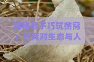 揭秘燕子巧筑燕窝：燕窝对生态与人类的具体价值与用途