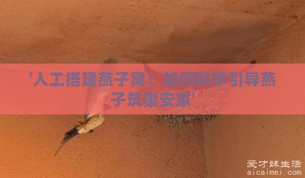 '人工搭建燕子窝：如何科学引导燕子筑巢安家'