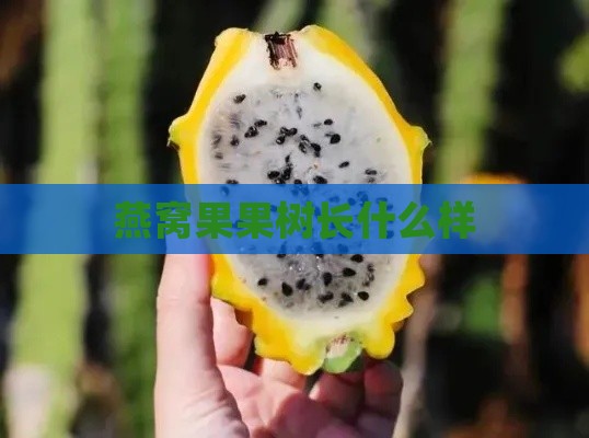 燕窝果果树长什么样