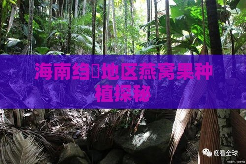 海南绉嶆地区燕窝果种植探秘