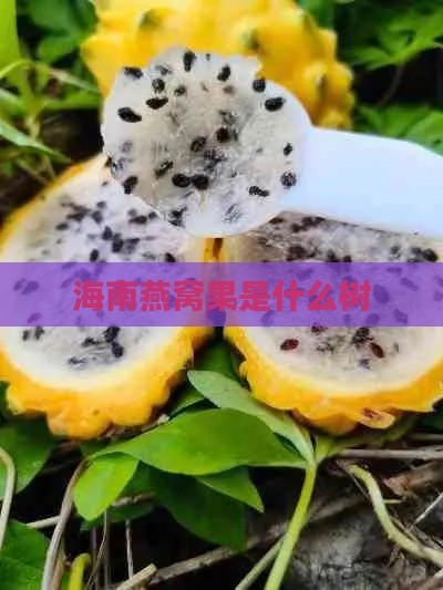 海南燕窝果是什么树