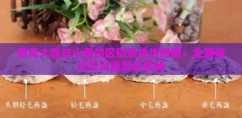 燕窝大盏与小盏的区别及挑选指南：全面解读燕窝盏型的奥秘