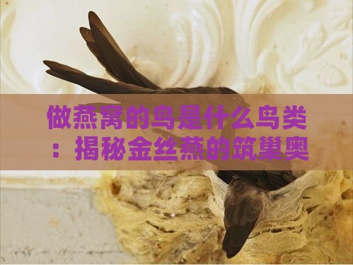 做燕窝的鸟是什么鸟类：揭秘金丝燕的筑巢奥秘