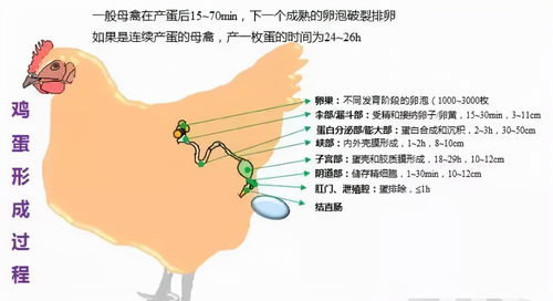 揭秘燕窝中的泥石流现象：成因、影响及应对方法全解析