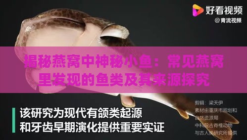 揭秘燕窝中神秘小鱼：常见燕窝里发现的鱼类及其来源探究