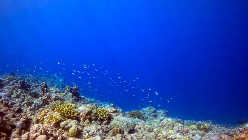 探秘马来海域：天然海燕窝的独特外观与特点