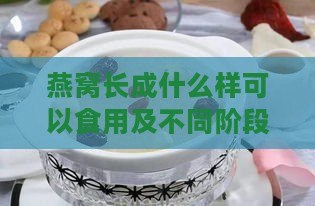 燕窝长成什么样可以食用及不同阶段的形态变化