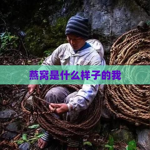 燕窝是什么样子的我