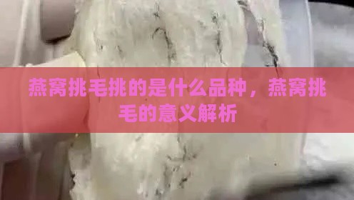 燕窝挑毛挑的是什么品种，燕窝挑毛的意义解析