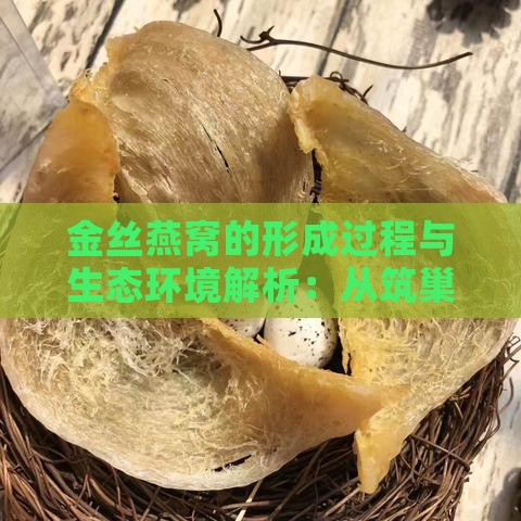 金丝燕窝的形成过程与生态环境解析：从筑巢到采摘的完整揭秘