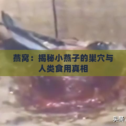 燕窝：揭秘小燕子的巢穴与人类食用真相