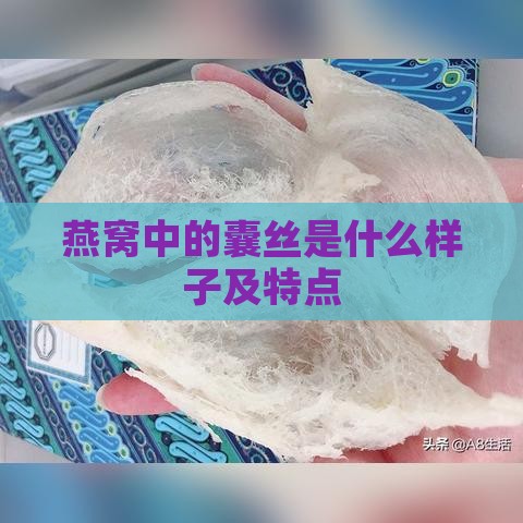 燕窝中的囊丝是什么样子及特点