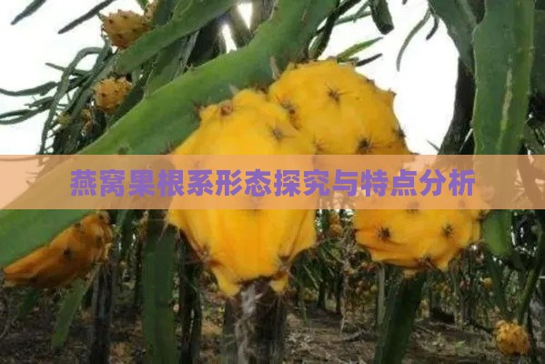 燕窝果根系形态探究与特点分析