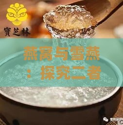 燕窝与雪燕：探究二者营养价值的异同