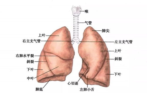 燕窝：全方位滋养肺部，润肺养肺的天然良方