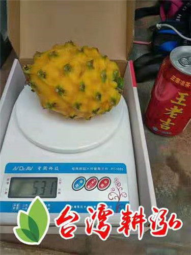 燕窝果麒麟果区别：产地、外观与食用特点对比解析