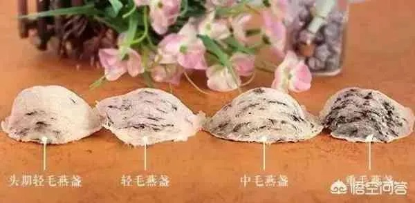 揭秘燕窝中细毛的神秘色泽：探究其颜色奥秘