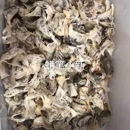 燕窝底部粘胶是什么