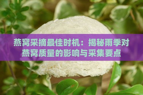 燕窝采摘更佳时机：揭秘雨季对燕窝质量的影响与采集要点