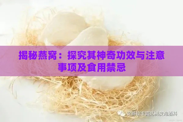 揭秘燕窝：探究其神奇功效与注意事项及食用禁忌