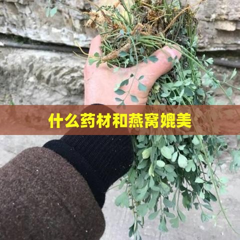 什么药材和燕窝媲美